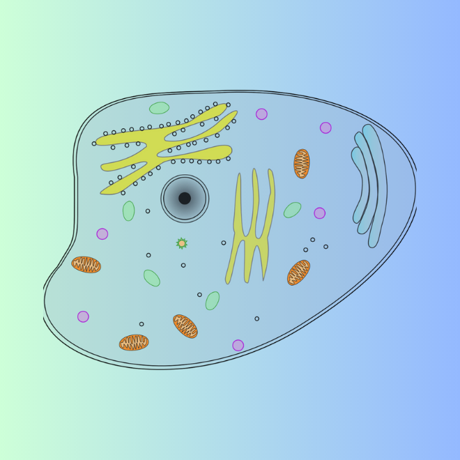 cellula disegno